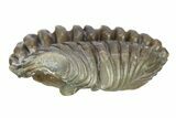 Wide, Enrolled Flexicalymene Trilobite - Indiana #287776-2